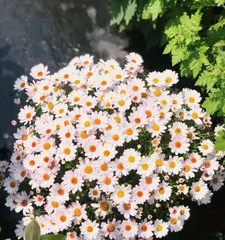 了解雏菊的花期与养护方法(从花期到养护,全方位解读雏菊)1