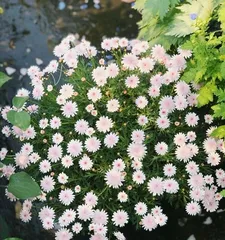 了解雏菊的花期与养护方法(从花期到养护,全方位解读雏菊)2