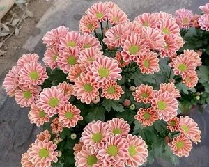 了解雏菊的花期与养护方法(从花期到养护,全方位解读雏菊)3