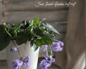 耐寒多年生花卉的种植与养护(打造四季美景,享受花园乐趣)1