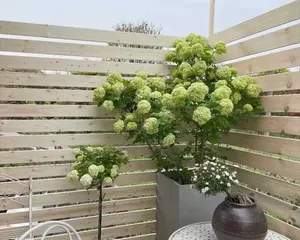 耐寒多年生花卉的种植与养护(打造四季美景,享受花园乐趣)2