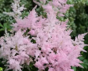 耐寒多年生花卉的种植与养护(打造四季美景,享受花园乐趣)3