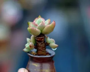 如何正确养护和修剪您的昂斯诺老桩?(昂斯诺老桩的养护方法及造型技巧)1