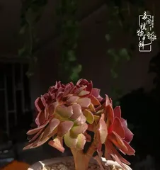 如何正确养护和修剪您的昂斯诺老桩?(昂斯诺老桩的养护方法及造型技巧)2