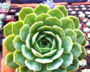 如何正确养护和修剪您的昂斯诺老桩?(昂斯诺老桩的养护方法及造型技巧)3