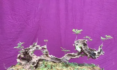黄荆盆景的剪枝时间和技巧(适合几月份修剪?如何正确修剪?)1