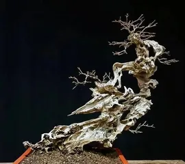 黄荆盆景的剪枝时间和技巧(适合几月份修剪?如何正确修剪?)2