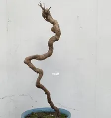 黄荆盆景的剪枝时间和技巧(适合几月份修剪?如何正确修剪?)3