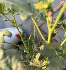 如何修剪和养护开败后的蔷薇(蔷薇修剪技巧及养护要点)1