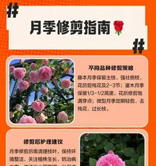 如何修剪和养护开败后的蔷薇(蔷薇修剪技巧及养护要点)2