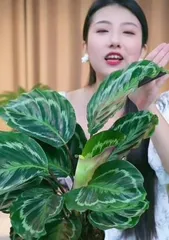 Winter Calathea Care Guide (Creating a Colorful Indoor Garden) 2