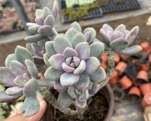 Winter Beauty Succulent Care Tips (Secrets to a Beautiful Succulent Garden) 3