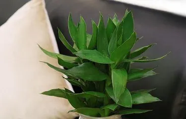 水竹盆栽养护技巧(打造绿意盎然的水竹盆栽——从选购到养护)1