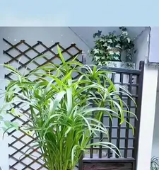水竹盆栽养护技巧(打造绿意盎然的水竹盆栽——从选购到养护)3
