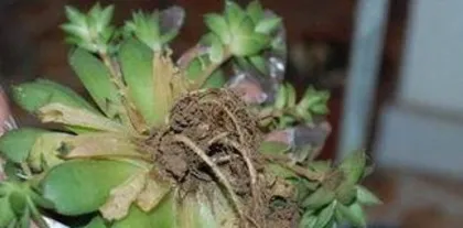 How to Repot Aeonium, Aeonium Repotting Tips and Care Guide 1