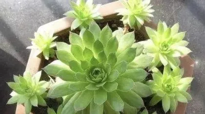 How to Repot Aeonium, Aeonium Repotting Tips and Care Guide 3