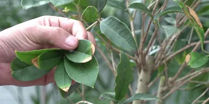 Investigating the Reasons for Osmanthus Leaf Shedding in Winter (related factors such as leaf-shedding season, tree age, temperature, care details) 1