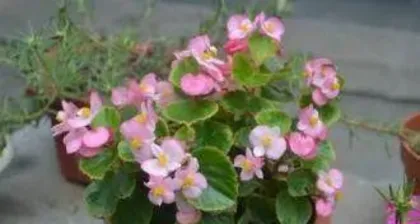 四季玻璃海棠花怎么养,从土壤到光照,全方位养护指南2