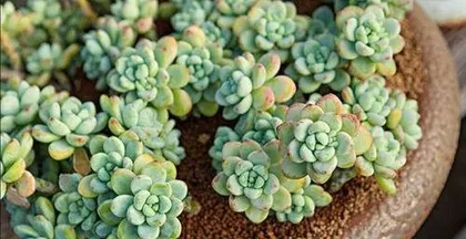什么多肉植物最好养?,最适合新手养护的多肉植物盘点1