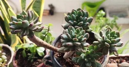 什么多肉植物最好养?,最适合新手养护的多肉植物盘点2