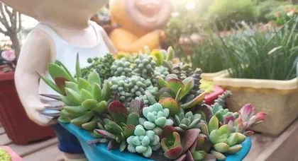 什么多肉植物最好养?,最适合新手养护的多肉植物盘点3