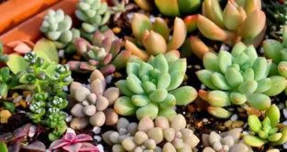 What are the characteristics of succulents?, unique charm and care guide 2