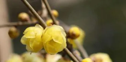 wintersweet怎么种植,从种子处理到养护管理,一步到位1