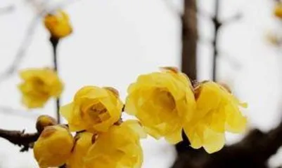 wintersweet怎么种植,从种子处理到养护管理,一步到位2
