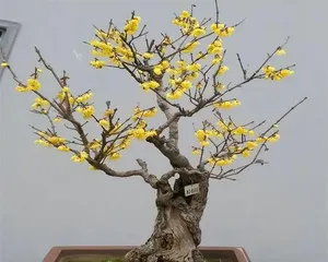 wintersweet怎么种植,从种子处理到养护管理,一步到位3