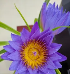 How to deal with water lilies after flowering? (Water Lily Care Guide) 1