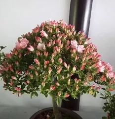 四季养杜鹃,科学浇水让花开得更美(春夏秋冬养护技巧,杜鹃花为你呈现绚烂色彩)3
