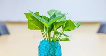 什么植物适合水培,轻松养护,增添家居绿意1