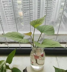 什么植物适合水培,轻松养护,增添家居绿意2