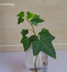 什么植物适合水培,轻松养护,增添家居绿意3