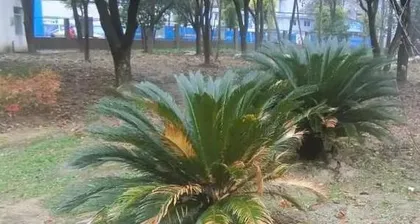 Sago palm new leaves are dry, you need these methods to save it (sago palm care points and dead leaf handling skills, come and learn!)1