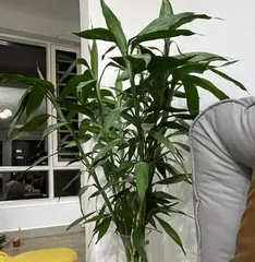 如何养护发财竹(让您的发财竹更加茁壮生长)1