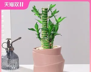 如何养护发财竹(让您的发财竹更加茁壮生长)2