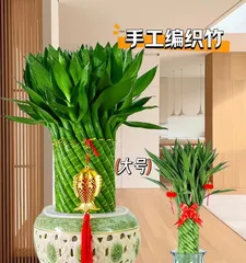 如何养护发财竹(让您的发财竹更加茁壮生长)3