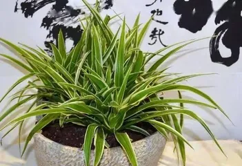 仙人掌浇水的正确方法(浇水注意事项、养护技巧)3