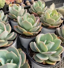 A Complete Guide to Caring for Sedum