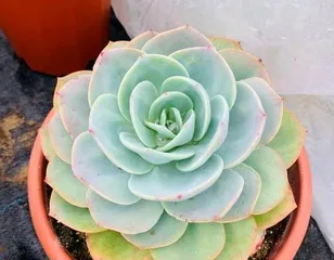 A Complete Guide to Caring for Sedum