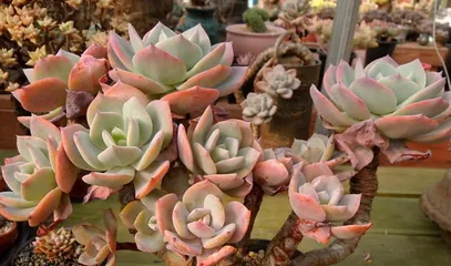 A Complete Guide to Caring for Sedum