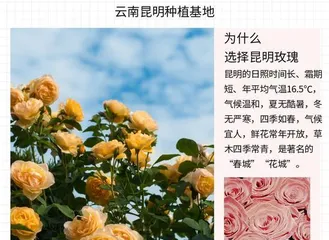 非洲菊的水养技巧(轻松掌握,快速成为非洲菊养护达人)1
