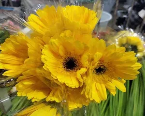 非洲菊的水养技巧(轻松掌握,快速成为非洲菊养护达人)2