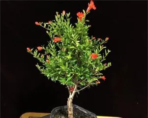 石榴花(适合室内养护的石榴花种类,养护技巧大揭秘)1