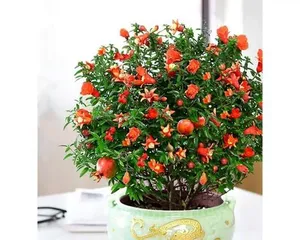 石榴花(适合室内养护的石榴花种类,养护技巧大揭秘)2