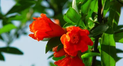 石榴花(适合室内养护的石榴花种类,养护技巧大揭秘)3