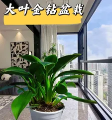 Winter Care Guide for Philodendron 