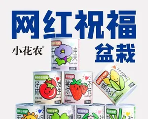 向日葵室内养护全攻略(掌握“适合”与“不适合”,打造健康绿色生活)3