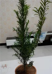 红豆杉盆栽的选择与养护(如何选择合适的盆栽及注意事项)3